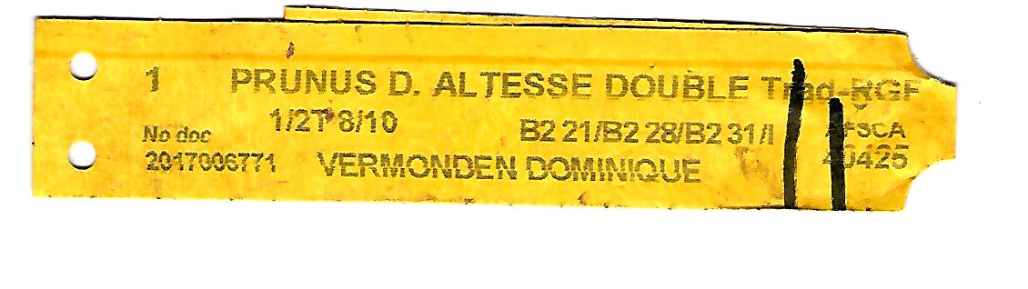 Prunus D.Altesse Double.jpg